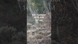 65 creedmoor vs mule deer [upl. by Endys568]