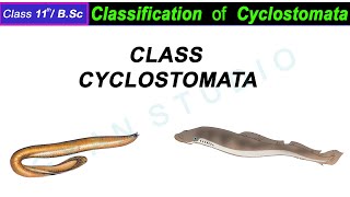 Classification of Cyclostomata I class cyclostomata classification in hindi [upl. by Nidorf]