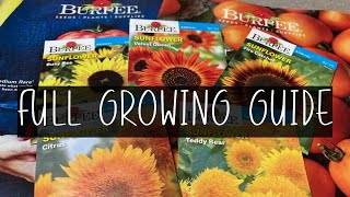 GROWING SUNFLOWERS guide BURPEE seeds HEIRLOOM SUNFLOWERS amp HYBRID SUNFLOWERS [upl. by Alad]