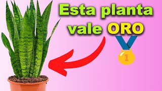 Esta PLANTA es ORO PURO en CASA  Receta para USOS Curativos  Sansevieria o Lengua de Suegra [upl. by Renita]