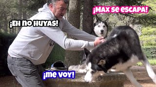 Max se Escapa cuando voy a ponerle la pipeta 😂 [upl. by Aylat282]