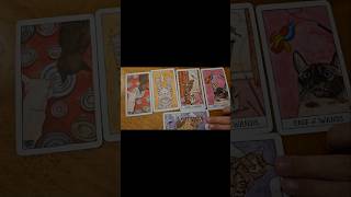 Cat tarot 🐈 tarot tarotreading tarotcards foryou spirituality mindset selfcare happy life [upl. by Popper]