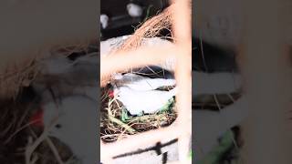 Finches Breeding egg layingtrendingviralpetseluruytshorts [upl. by Azral519]