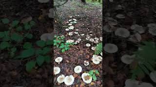 Грибные полянки part 1😂🍄☘️🍁🌲 Gettnau Luzern Switzerland yosha28 [upl. by Morehouse]