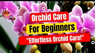 Orchid Care for Beginners [upl. by Drahsir]