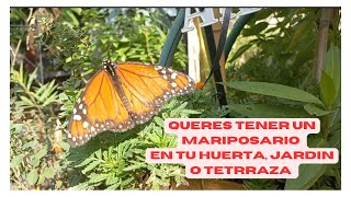 Como tener un mariposario🦋 en tu huerta🌱 [upl. by Ecyoj]