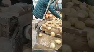 The application of pulleys in potato packing [upl. by Nuawed409]