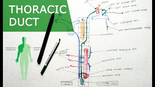 Thoracic duct  Anatomy Tutorial  Course Relations Tributaries [upl. by Anette]