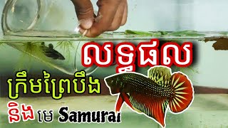 លទ្ធផល បង្កាត់ខ្វែង ក្រឹមព្រៃបឹង និងមេ Samurai sengbetta crossbreeding wildbetta samurai [upl. by Yleen]