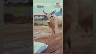 What annoyed her😵‍💫 cow comedy funny peeroscomedy animals [upl. by Airehs]