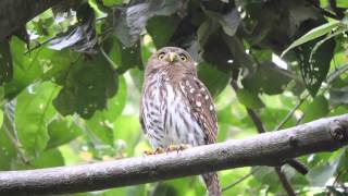 Ferruginous Pygmy Owl  Tecolote bajeño [upl. by Ednalrim]