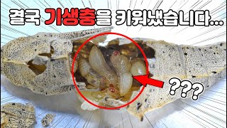 결국 해부해서 꺼낸 기생충의 정체를 밝혀냈습니다 말이 안나오네요번데기 기생충 2편 [upl. by Ajnat886]