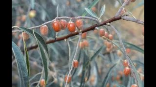 Elaeagnus angustifolia [upl. by Siddon]