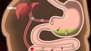 Wie entgiftet der Körper  SWR Wissen [upl. by Isabel]