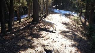 Great Pyrenees vs German Sheperd [upl. by Rezeile]