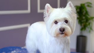 WEST HIGHLAND WHITE TERRIER GROOMING ✂️🐶❤️ with hand stripping [upl. by Mattland]