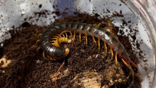 유체급 개체들의 밀웜사냥Scolopendra galapagoensisScolopendra spinosissimaScolopendra subspinipes dehaani [upl. by Mohn]