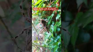 Spinne Thekla 🕷️mit Frühstück 😃 [upl. by Dorie]