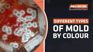 Different Types of Mold by Colour  Mold Busters [upl. by Idolla487]