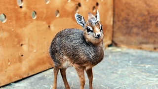 Adorable Baby DikDik Antelope Is Only 19cm Tall ZooBorns [upl. by Lacagnia721]