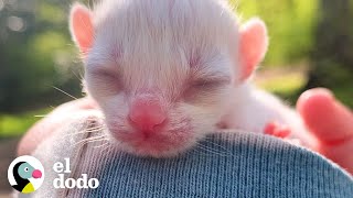 Una pequeña gatita crece tan rápido en tres meses  El Dodo [upl. by Notgnilliw]