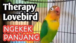 Masteran Lovebird NGEKEK PANJANG Pancingan Lovebird ikut Ngekek Panjang [upl. by Guido438]