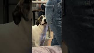 Dog Shows Teeth to Owner While Making Funny Face  1523631 [upl. by Vogele]