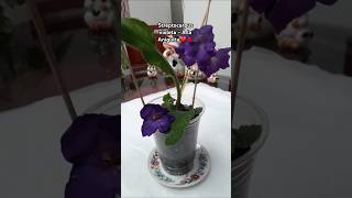 A la Antiguita  Streptocarpus Violeta ❤💋🍀🌸 [upl. by Nyleikcaj407]