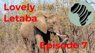 Camping in Lovely Letaba Kruger National Park Episode 7 [upl. by Ayanet464]