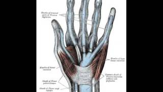 Flexor Tendon Sheath Infection [upl. by Teage]