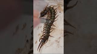 Whats the difference between a centipede and a millipede Part 3 science minibeasts stem [upl. by Fletcher]