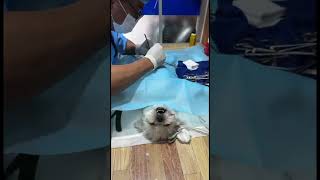 dog spaying and antibiotic for pain killer [upl. by Barret800]