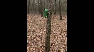 IvoryBilled Woodpecker search with camera trap in Arkansas [upl. by Siouxie]