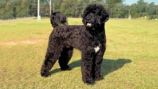 Portuguese Water Dog 👉 10 Most Interesting Unknown Facts You Should Know [upl. by Odlanor]