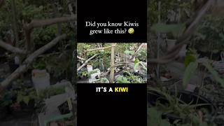 So that’s where kiwis come from 🥝😲 kiwi gardening [upl. by Leasim]