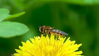 Hoverfly Syrphidae on spring plants  Wildlife Macro  Insects behavior  Diversity of Nature [upl. by Amil]