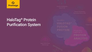 HaloTag® Protein Purification System powerful technology for protein interactions and more [upl. by Gawlas]