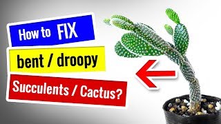 CACTUS CARE for Beginners  How to fix DROOPY Cactus Succulent [upl. by Huan392]