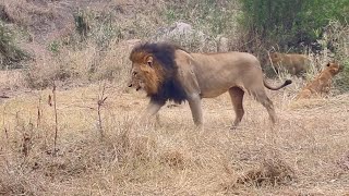 Strong Gijima Male Lion with Family  18 September 2024 [upl. by Buckels]