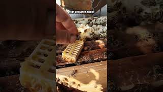 How Beekeepers Trick the Hive into Accepting a New Queen watch till the end shorts [upl. by Annahavas]