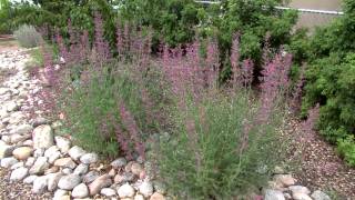 WaterWise Flowers amp Shrubs WaterWise Garden in Rio Rancho NM [upl. by Gunzburg126]