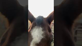 Oh look a forelock😭😂 horse equestrian funny trend [upl. by Genevra]