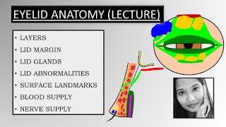 Eyelid Anatomy Lecture for both UG amp PG students  Oculoplasty [upl. by Nnairrek514]