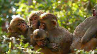 Police In South Carolina Hunt For 43 Monkeys That Escaped From Breading Research Colony [upl. by Pollyanna372]