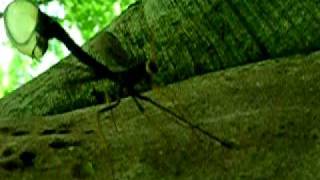 Ichneumon Wasp making a deposit with very long ovipositor into tree trunk [upl. by Uhthna]