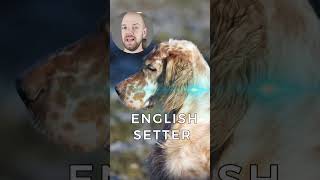 ALL Setter Dog Breeds [upl. by Danella]