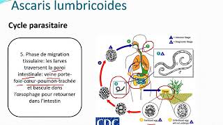 Chapitre 10 Parasitologie partie 32Les nématodes [upl. by Nnek109]