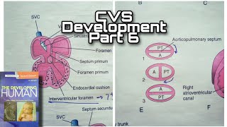 CVS Development Part 6  Partioning of Ventricle  Truncus arteriosus Bulbus cordis [upl. by Maddi890]