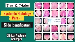 Systemic Histology Part  I Slide Identification Tips amp Tricks I Histology Spotters I CCAnatomy [upl. by Nesilla503]