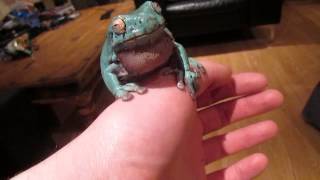 Whites Tree Frog croaking chat [upl. by Armando]